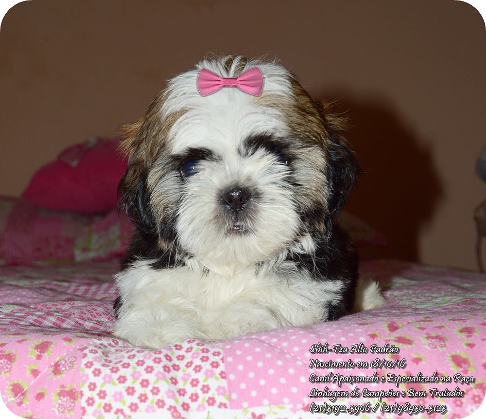 venda de cachorro da raça shih tzu